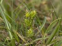 Carex oederi ssp oederi 6, Dwerzegge, Saxifraga-Willem van Kruijsbergen