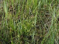 Carex oederi ssp oedocarpa 1, Geelgroene zegge, Saxifraga-Hans Boll