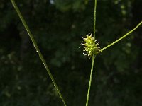 Carex oederi ssp oedocarpa 12, Geelgroene zegge, Saxifraga-Jan van der Straaten