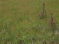 Carex oederi ssp oedocarpa 18, Geelgroene zegge, Saxifraga-Hans Boll