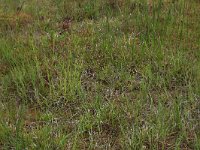 Carex oederi ssp oedocarpa 19, Geelgroene zegge, Saxifraga-Hans Boll