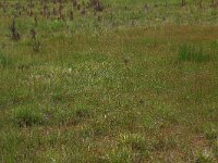 Carex oederi ssp oedocarpa 21, Geelgroene zegge, Saxifraga-Hans Boll