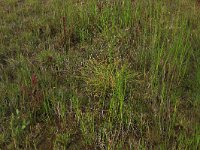 Carex oederi ssp oedocarpa 23, Geelgroene zegge, Saxifraga-Hans Boll