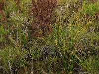 Carex oederi ssp oedocarpa 24, Geelgroene zegge, Saxifraga-Hans Boll