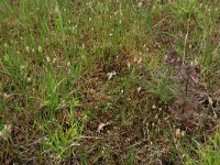 Carex oederi ssp oedocarpa 26, Geelgroene zegge, Saxifraga-Hans Boll