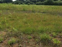 Carex oederi ssp oedocarpa 27, Geelgroene zegge, Saxifraga-Hans Boll