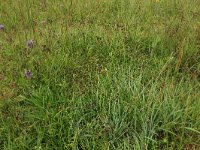 Carex oederi ssp oedocarpa 31, Geelgroene zegge, Saxifraga-Hans Boll