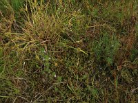Carex oederi ssp oedocarpa 32, Geelgroene zegge, Saxifraga-Hans Boll