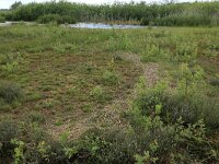 Carex oederi ssp oedocarpa 36, Geelgroene zegge, Saxifraga-Hans Boll