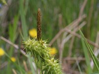 Carex oederi ssp oedocarpa 37, Geelgroene zegge, Saxifraga-Jeroen Willemsen