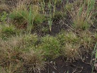 Carex oederi ssp oedocarpa 38, Geelgroene zegge, Saxifraga-Hans Boll