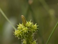 Carex oederi ssp oedocarpa 4, Geelgroene zegge, Saxifraga-Willem van Kruijsbergen