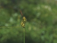 Carex oederi ssp oedocarpa 45, Geelgroene zegge, Saxifraga-Marijke Verhagen