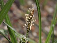 Carex oederi ssp oedocarpa 46, Geelgroene zegge, Saxifraga-Rutger Barendse