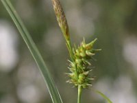 Carex oederi ssp oedocarpa 48, Geelgroene zegge, Saxifraga-Peter Meininger
