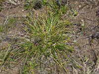 Carex oederi ssp oedocarpa 50, Geelgroene zegge, Saxifraga-Peter Meininger