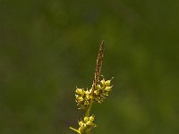 Carex oederi ssp oedocarpa 52, Geelgroene zegge, Saxifraga-Jan van der Straaten