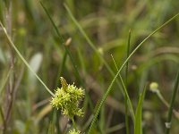 Carex oederi ssp oedocarpa 7, Geelgroene zegge, Saxifraga-Willem van Kruijsbergen