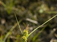 Carex oederi ssp oedocarpa 8, Geelgroene zegge, Saxifraga-Willem van Kruijsbergen