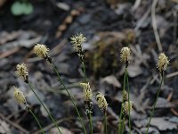 Carex ornithopoda 1, Saxifraga-Jan van der Straaten