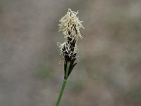 Carex ornithopoda 2, Saxifraga-Jan van der Straaten