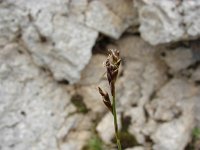 Carex ornithopoda 3, Saxifraga-Jasenka Topic