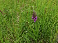 Carex otrubae 11, Valse voszegge, Saxifraga-Hans Boll