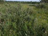 Carex otrubae 13, Valse voszegge, Saxifraga-Hans Boll