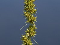 Carex otrubae 15, Valse voszegge, Saxifraga-Willem van Kruijsbergen