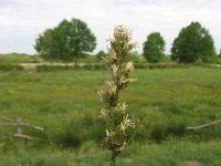 Carex otrubae 2, Valse voszegge, Saxifraga-Jasenka Topic