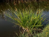 Carex otrubae 20, Valse voszegge, Saxifraga-Ed Stikvoort