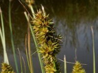 Carex otrubae 21, Valse voszegge, Saxifraga-Ed Stikvoort