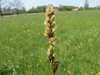 Carex otrubae 3, Valse voszegge, Saxifraga-Jasenka Topic
