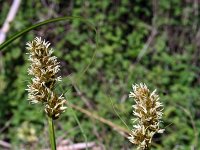 Carex otrubae 4, Valse voszegge, Saxifraga-Jeroen Willemsen