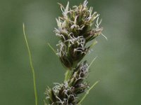 Carex otrubae 5, Valse voszegge, Saxifraga-Peter Meininger