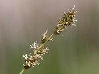 Carex otrubae 6, Valse voszegge, Saxifraga-Peter Meininger