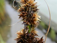 Carex otrubae 7, Valse voszegge, Saxifraga-Rutger Barendse