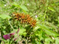 Carex otrubae 8, Valse voszegge, Saxifraga-Rutger Barendse