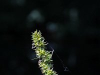 Carex otrubae 9, Valse voszegge, Saxifraga-Jeroen Willemsen