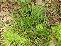 Carex ovalis 10, Hazenzegge, Saxifraga-Rutger Barendse