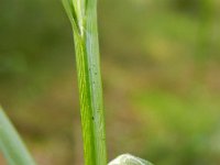 Carex ovalis 11, Hazenzegge, Saxifraga-Rutger Barendse