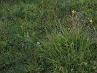 Carex ovalis 13, Hazenzegge, Saxifraga-Hans Boll