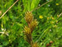 Carex ovalis 2, Hazenzegge, Saxifraga-Rutger Barendse
