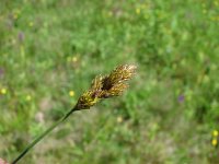 Carex ovalis 3, Hazenzegge, Saxifraga-Jasenka Topic