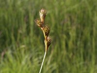 Carex ovalis 6, Hazenzegge, Saxifraga-Peter Meininger