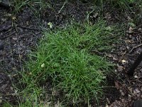 Carex ovalis 7, Hazenzegge, Saxifraga-Peter Meininger