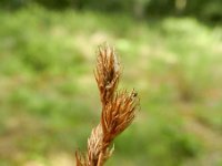 Carex ovalis 9, Hazenzegge, Saxifraga-Rutger Barendse
