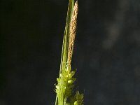 Carex pallescens 1, Bleke zegge, Saxifraga-Jan van der Straaten