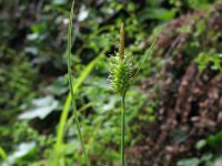 Carex pallescens 10, Bleke zegge, Saxifraga-Rutger Barendse