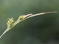 Carex pallescens 11, Bleke zegge, Saxifraga-Peter Meininger